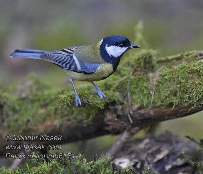 Parus major