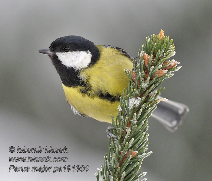 Parus major