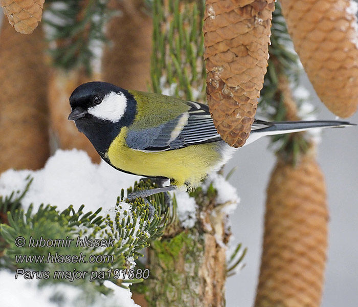 Parus major