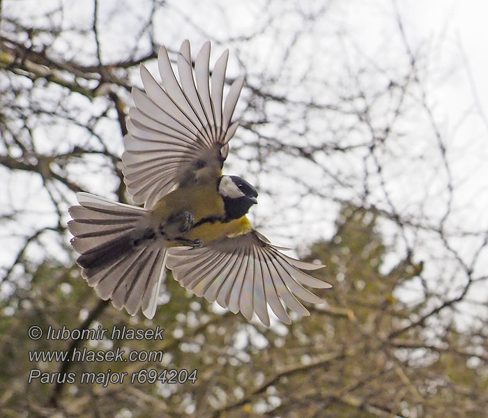 Parus major