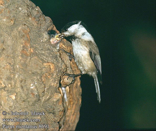 Parus montanus 8691