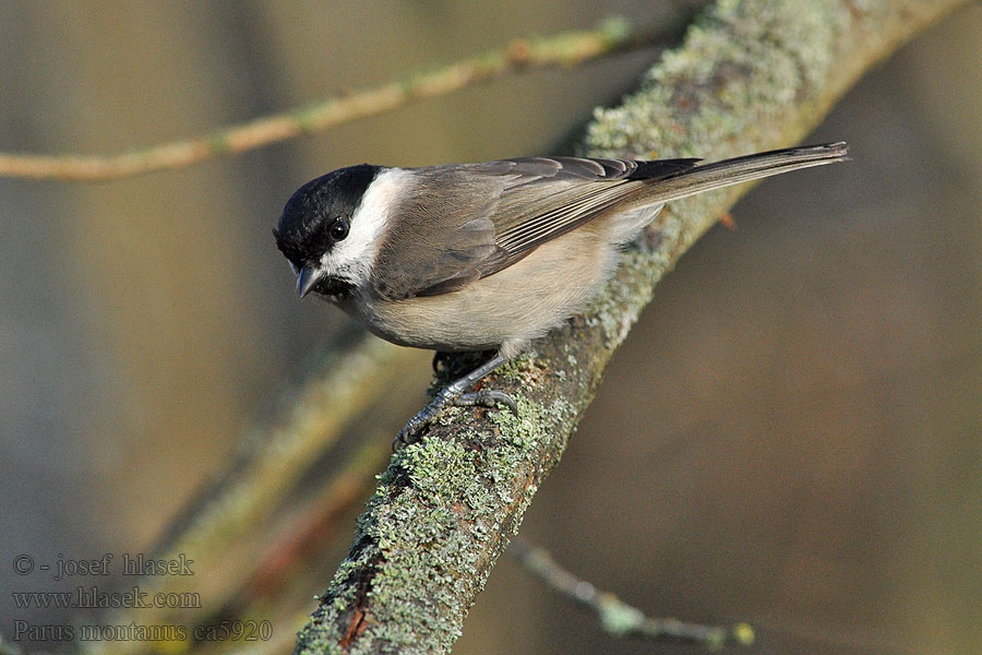 Sýkora lužní Parus montanus