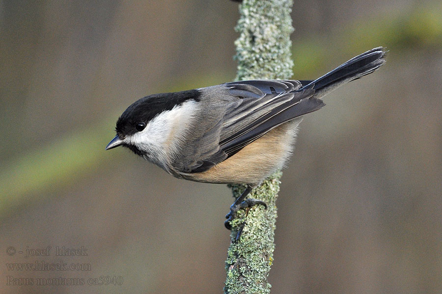 Sýkora lužní Parus montanus