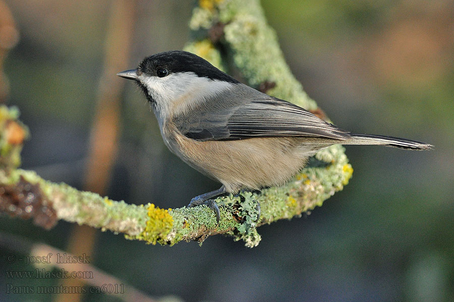 Sýkora lužní Parus montanus