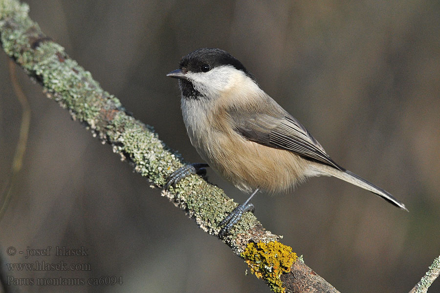 Sýkora lužní Parus montanus