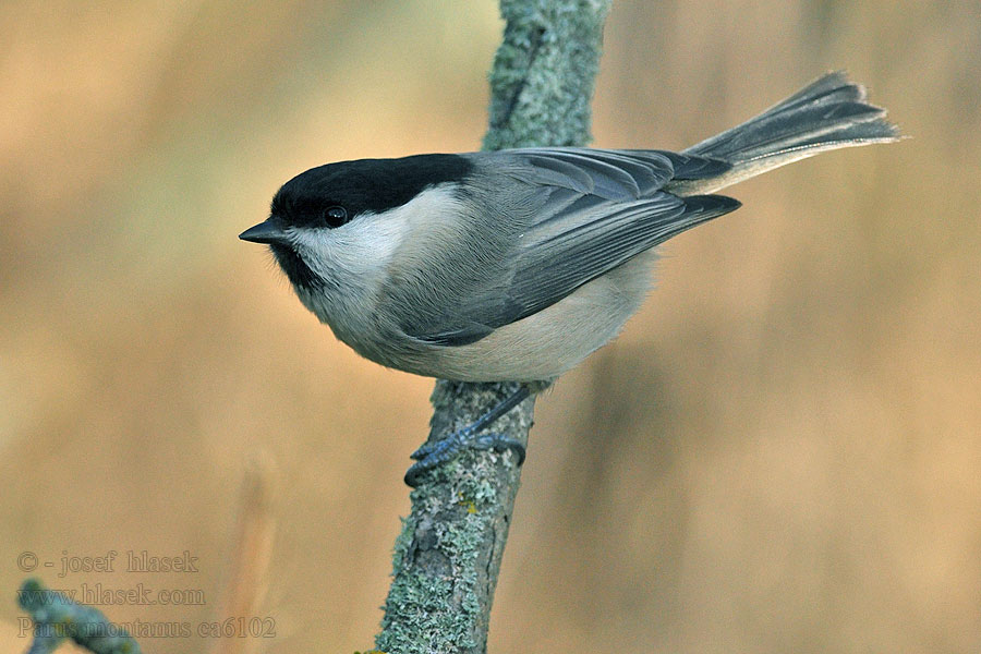 Sýkora lužní Parus montanus