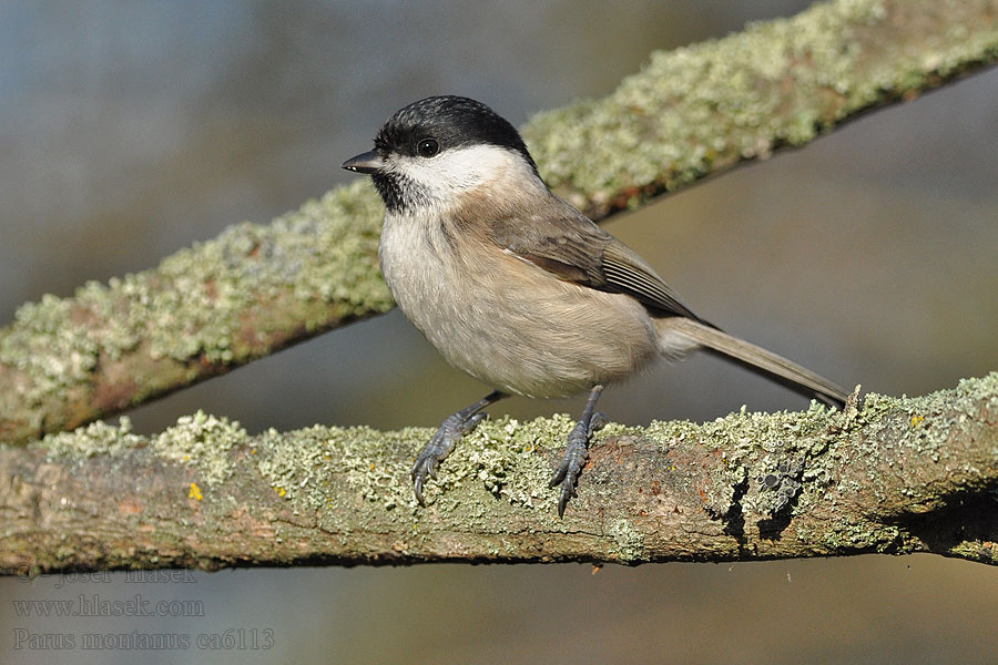 Sýkora lužní Parus montanus