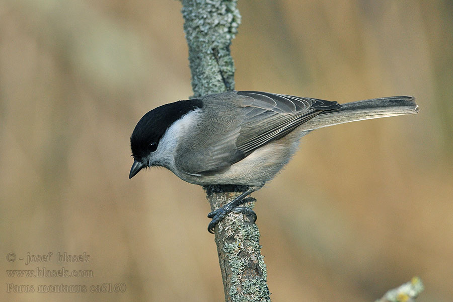 Sýkora lužní Parus montanus