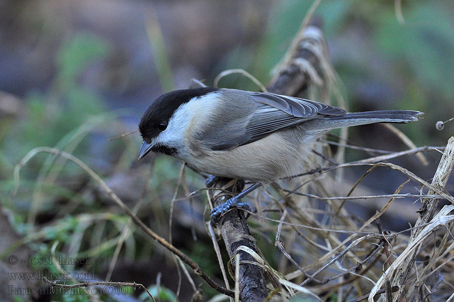 Sýkora lužní Parus montanus