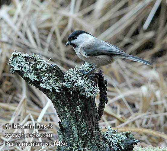 Parus montanus d6486