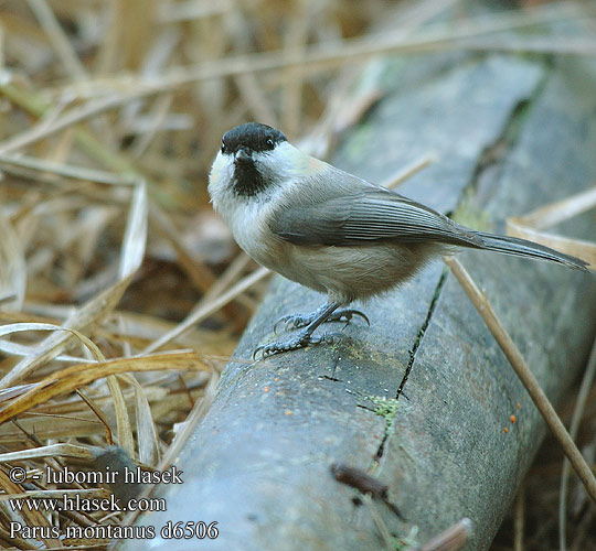 Parus montanus d6506