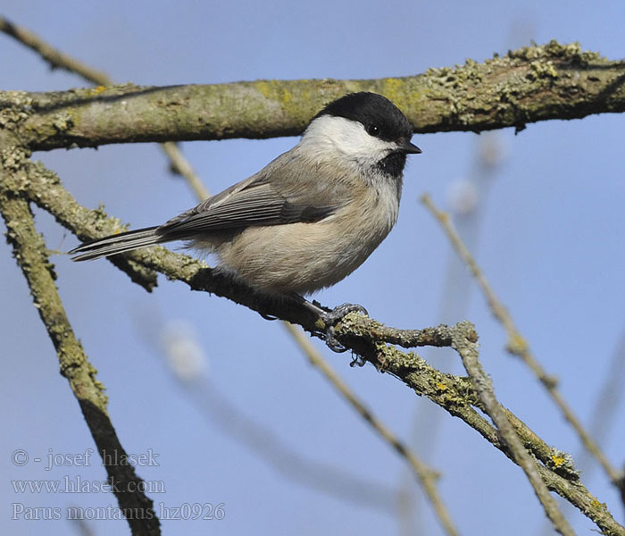 Pitigoiul motat Βουνοπαπαδίτσα Parus montanus Willow Tit