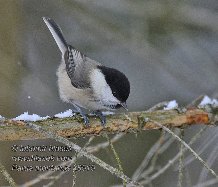 Poecile montanus Parus