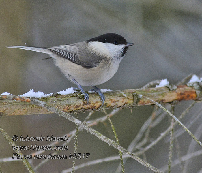 Poecile montanus Parus