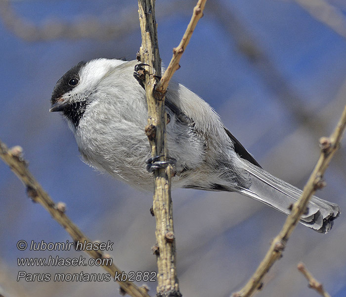 Poecile montanus Parus