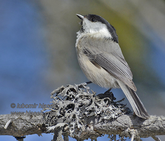 Poecile montanus Parus