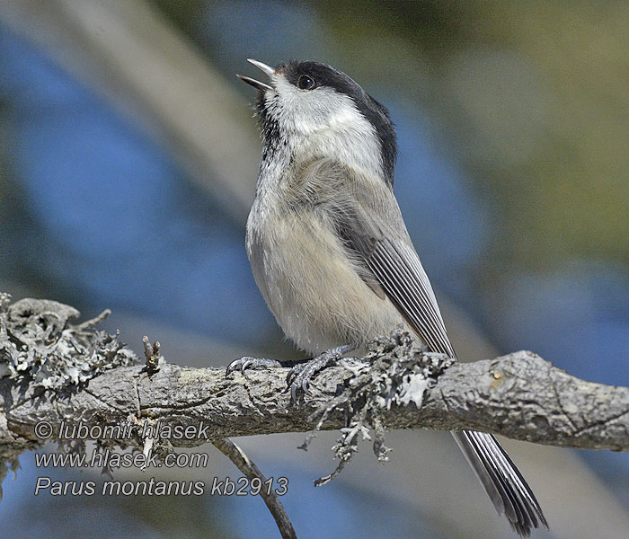 Poecile montanus Parus