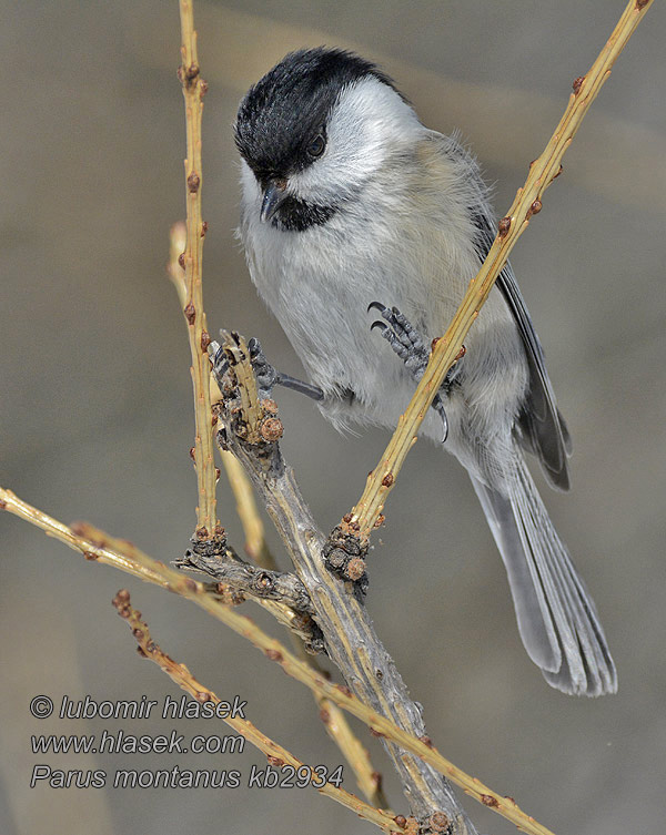 Poecile montanus Parus