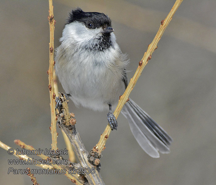 Βουνοπαπαδίτσα Poecile montanus Parus