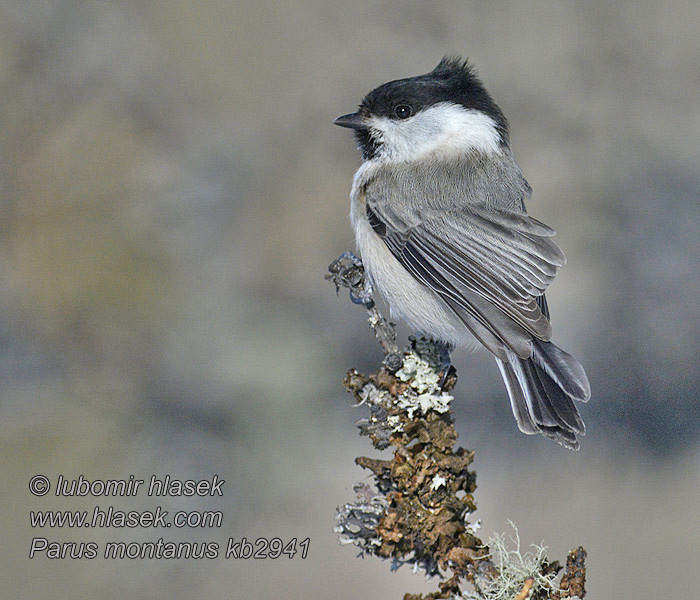 Буроголовая гаичка Pitigoiul motat Poecile montanus Parus