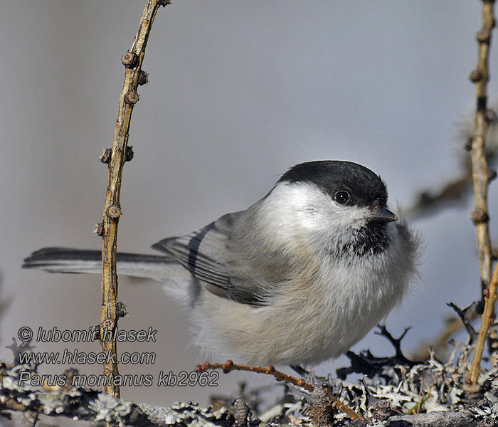 Carbonero Sibilino Talltita Poecile montanus Parus