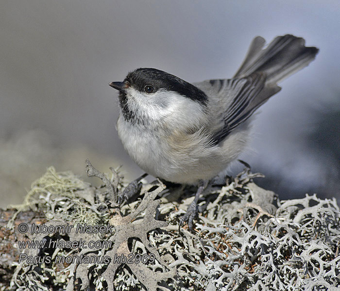 Sýkora lužní Poecile montanus Parus