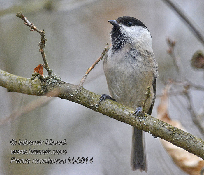 Weidenmeise Sikora czrnoglowka Sýkorka čiernohlavá Poecile montanus Parus