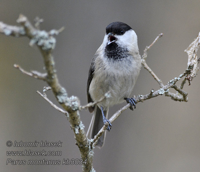 Willow Tit Fyrremejse Hömötiainen Mésange boréale Poecile montanus Parus