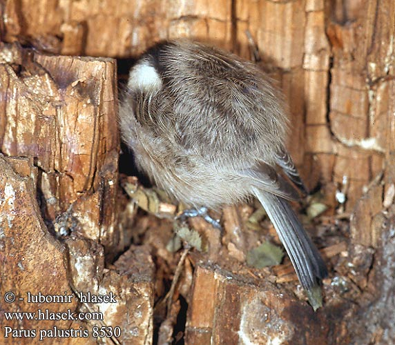 Parus palustris Marsh Tit Sumpmejse Viitatiainen Mésange nonnette