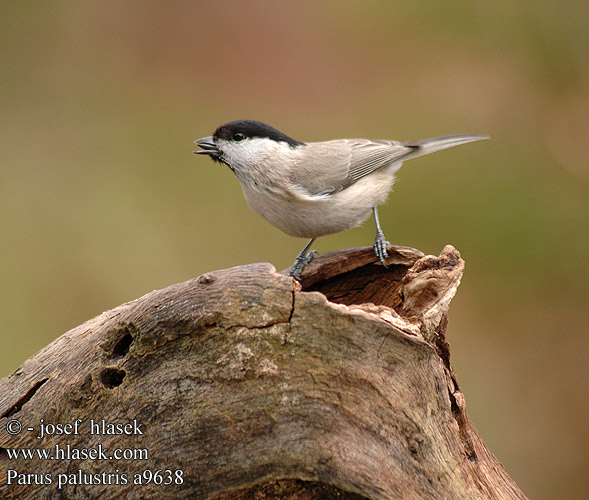 Parus palustris a9638