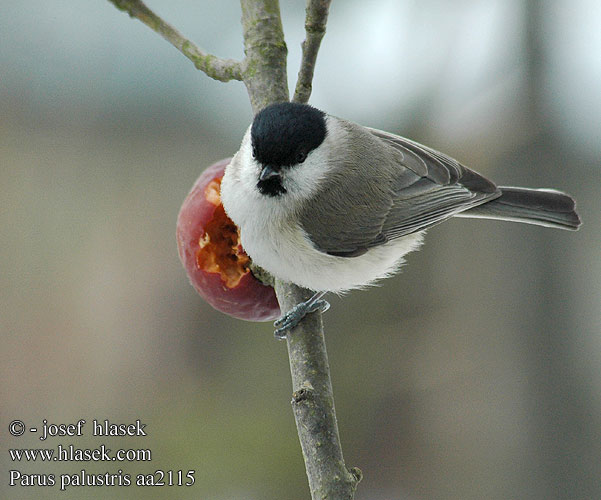 Parus palustris aa2115