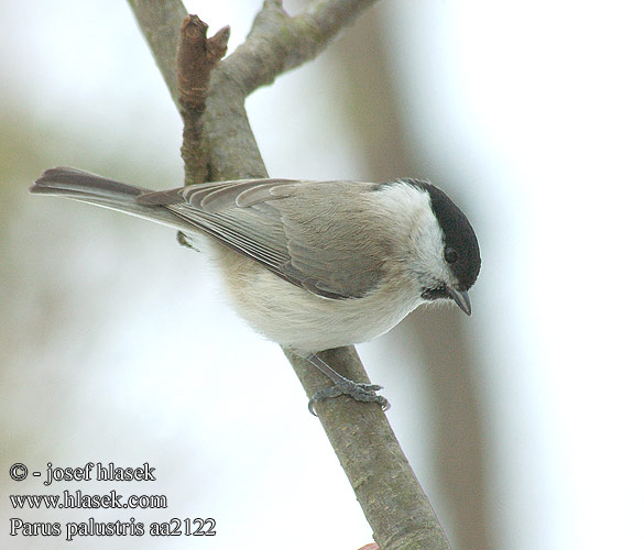 Parus palustris aa2122