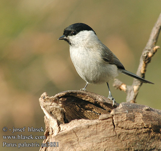 Parus palustris aa3881