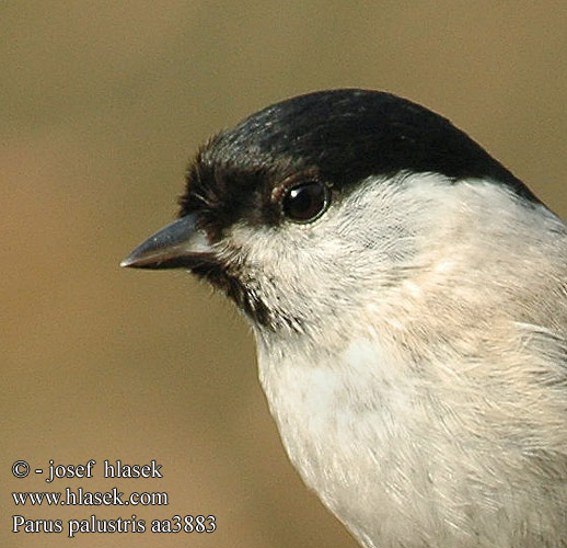 Parus palustris aa3883