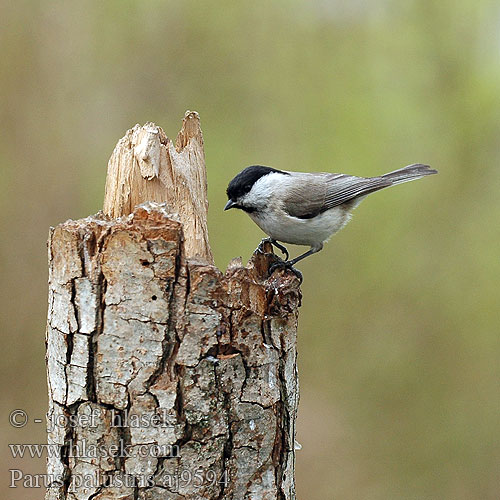 Parus palustris aj9594