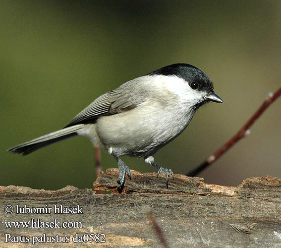 Parus palustris da0582