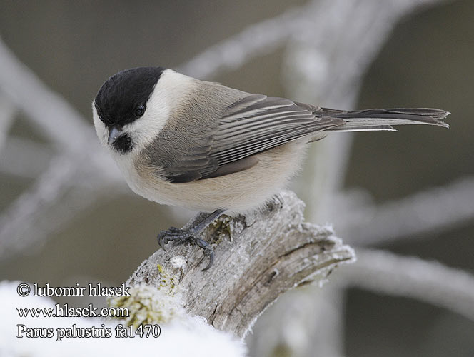 Καστανοπαπαδίτσα Parus palustris Marsh Tit Sumpmejse