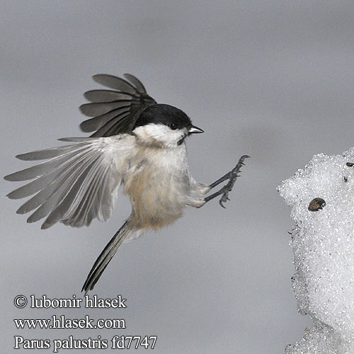 Marsh Tit Sumpmejse Viitatiainen Mésange nonnette Glanskop