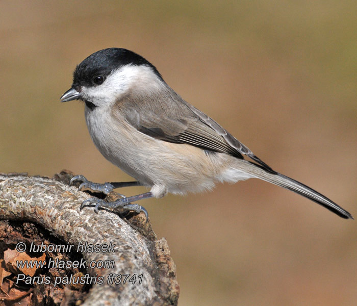 Marsh Tit Sumpmejse Viitatiainen Mésange nonnette Poecile palustris Parus