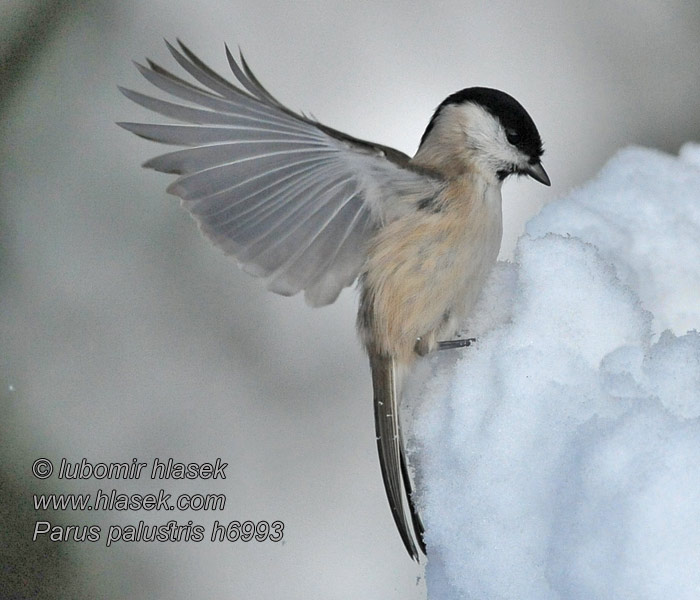 Mésange nonnette Glanskop Cincia bigia Poecile palustris Parus