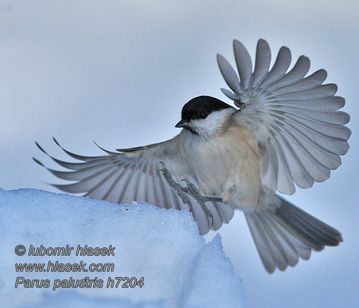 Barátcinege Sumpfmeise Sikora uboga Poecile palustris Parus