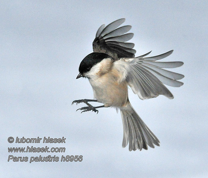 Sýkora babka Poecile palustris Parus