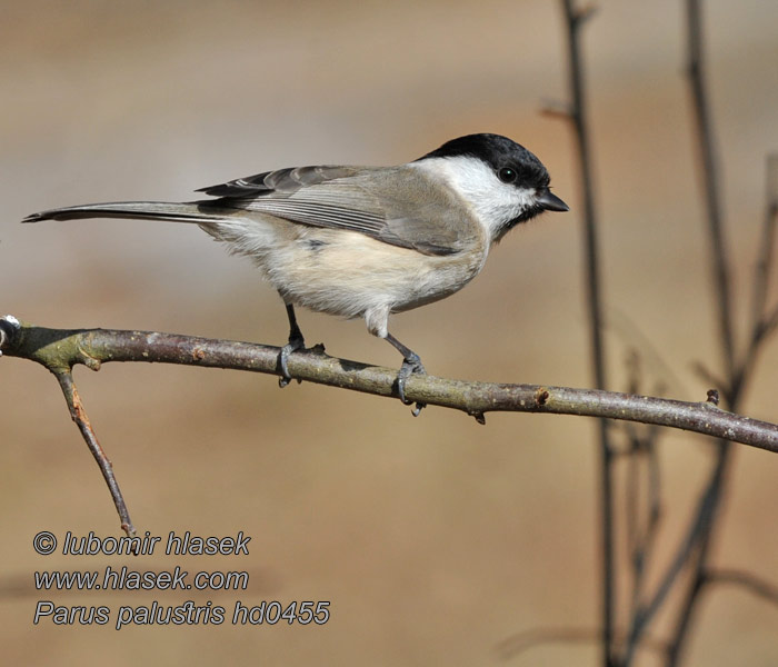 Carbonero Palustre Entita Poecile palustris Parus