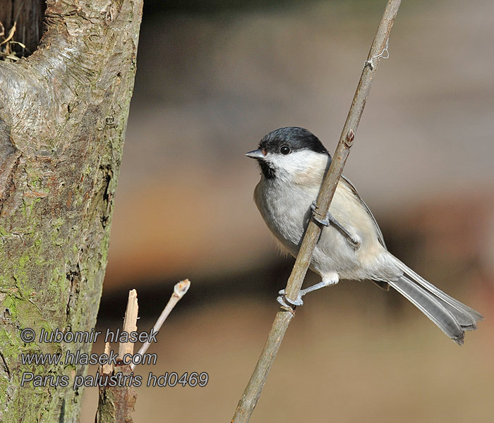 Kayın Baştankarası Καστανοπαπαδίτσα Poecile palustris Parus