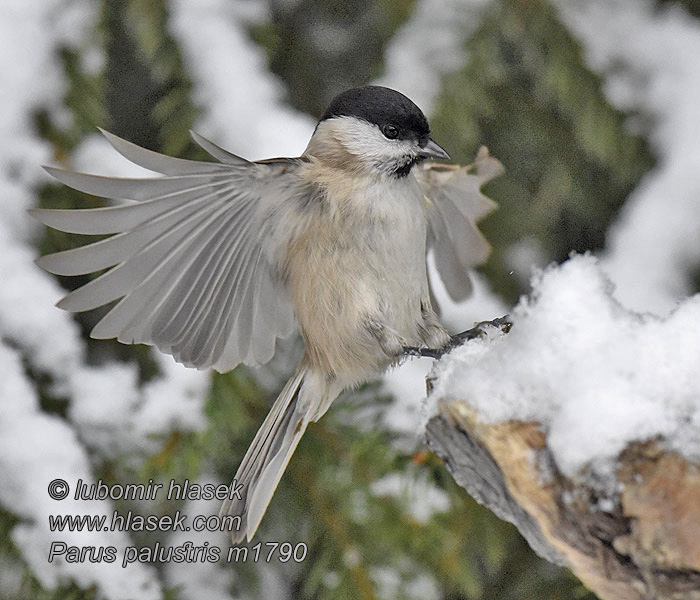 Poecile palustris Parus