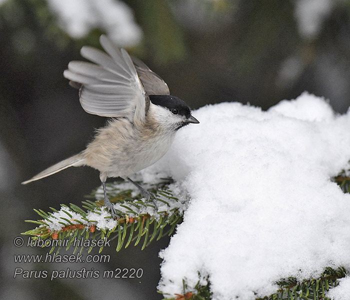 Poecile palustris Parus