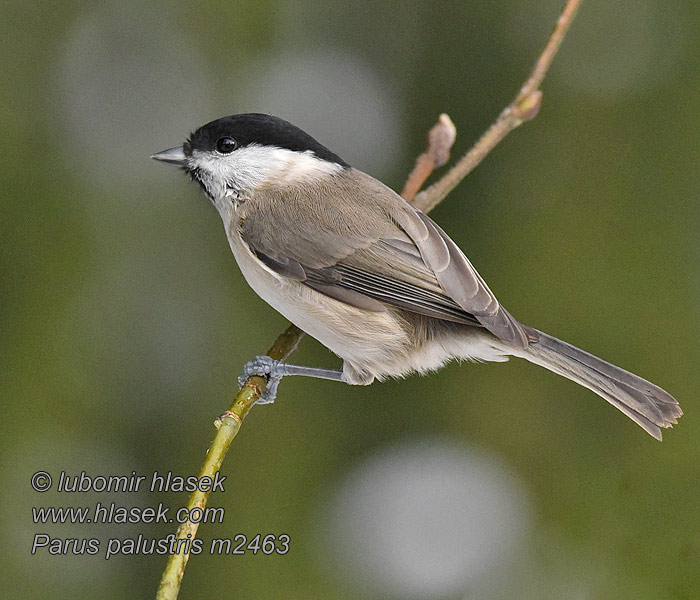 Poecile palustris Parus