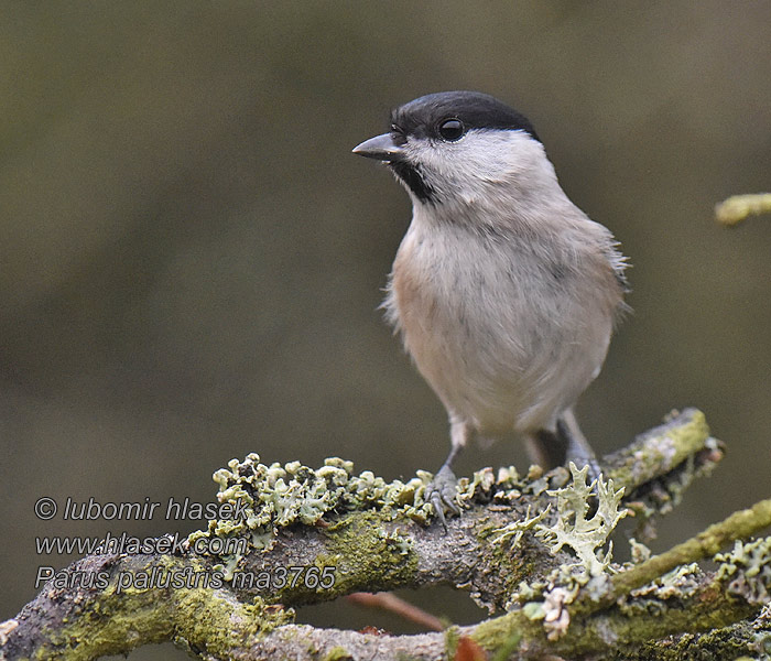 Poecile palustris Parus