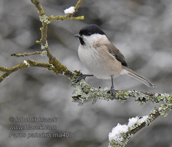 Poecile palustris Parus