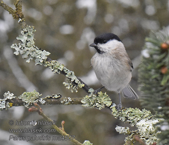 Poecile palustris Parus